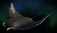 Manta